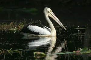 Conspicillatus: Australian Pelican