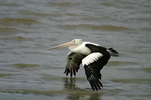 Conspicillatus: Australian Pelican