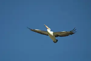 Conspicillatus: Australian Pelican