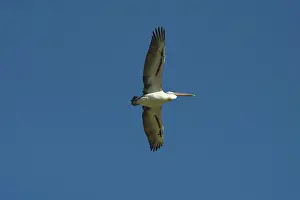 Conspicillatus: Australian Pelican