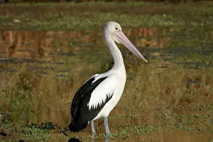 Conspicillatus: Australian Pelican