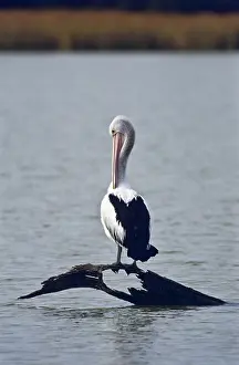 Conspicillatus: Australian Pelican