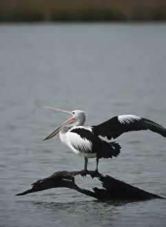 Conspicillatus: Australian Pelican