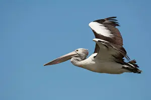 Conspicillatus: Australian Pelican