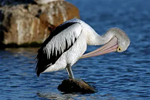 Conspicillatus: Australian Pelican