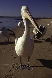 Stephens: Australian Pelican