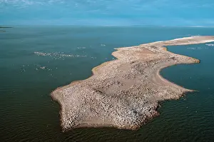 Conspicillatus: Australian Pelican - aerial colony