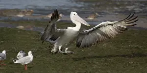 Alighting: Australian Pelican alighting on a mudflat Cairns Espla