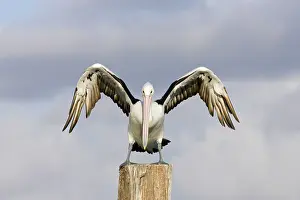 Alighting: Australian Pelican - Alighting on a perch with