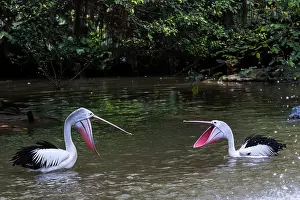 Conspicillatus: Australian Pelican Australia
