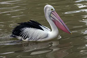 Conspicillatus: Australian Pelican Australia
