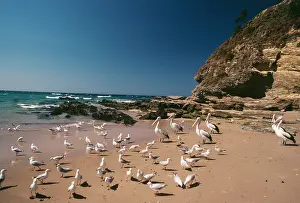 Conspicillatus: AUSTRALIAN PELICAN - ON BEACH