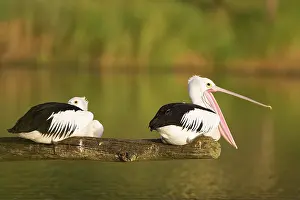 Conspicillatus: Australian Pelican - Two birds on a favourite perch
