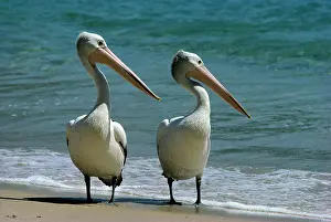 Conspicillatus: Australian Pelican - Two birds at waterIs edge