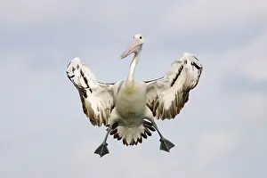 Alight: Australian Pelican - Braking in the air with wings