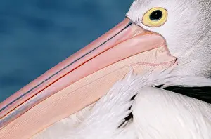 Conspicillatus: Australian Pelican - close-up
