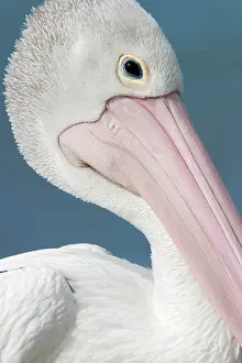 Fleshy: Australian Pelican - close-up of face showing soft