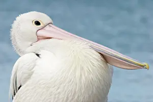 Chest: Australian Pelican - Close-up showing puffed up
