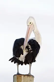 Conspicillatus: Australian Pelican - Collecting oil from a gland