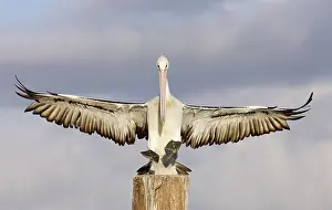 Conspicillatus: Australian Pelican - Coming to alight on a perch