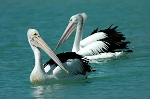 Temporary: Australian Pelican - Common on large and small