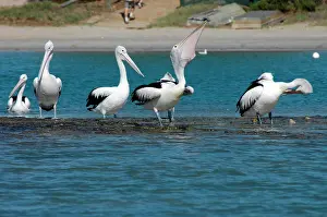 Conspicillatus: Australian Pelican with fish in pouch