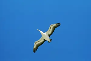Conspicillatus: AUSTRALIAN PELICAN - FLIGHT