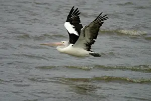 Conspicillatus: Australian Pelican - in flight