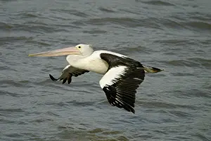Conspicillatus: Australian Pelican - In flight