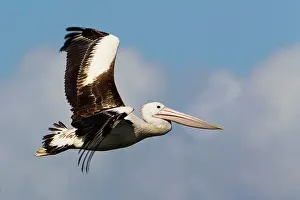 Conspicillatus: Australian Pelican in flight