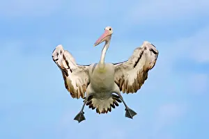 Conspicillatus: Australian Pelican - in flight -braking in the