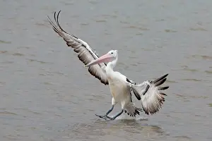 Coming: Australian Pelican - in flight coming in to land