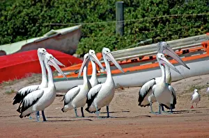 Conspicillatus: Australian Pelican flock on beach