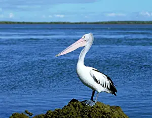 Conspicillatus: Australian Pelican - On ground