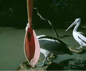 Pelicans: Australian PELICAN - With mouth wide open