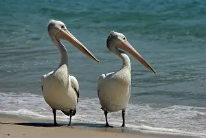 Conspicillatus: Australian pelican (Pelecanus conspicillatus) two