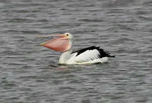 Conspicillatus: Australian Pelican (Pelecanus conspicillatus), adult