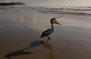 Conspicillatus: Australian pelican (Pelecanus conspicillatus)