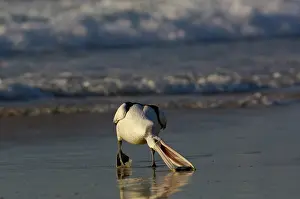 Conspicillatus: Australian pelican (Pelecanus conspicillatus)