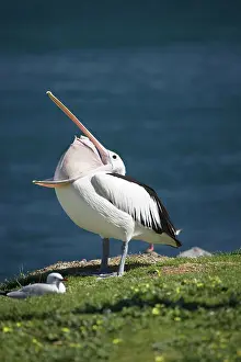 Conspicillatus: Australian Pelican (Pelecanus conspicillatus)