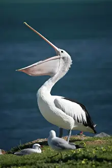 Conspicillatus: Australian Pelican (Pelecanus conspicillatus)