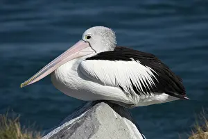 Conspicillatus: Australian Pelican (Pelecanus conspicillatus)