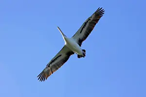 Conspicillatus: Australian Pelican (Pelecanus conspicillatus)