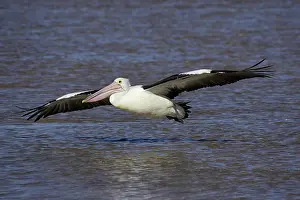 Conspicillatus: Australian Pelican (Pelecanus conspicillatus)
