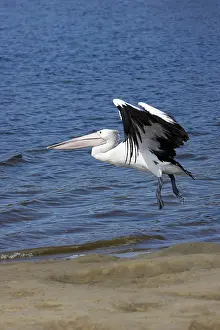 Conspicillatus: Australian Pelican (Pelecanus conspicillatus)