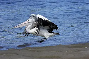 Conspicillatus: Australian Pelican (Pelecanus conspicillatus)