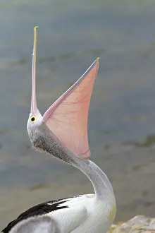 Conspicillatus: Australian Pelican (Pelecanus conspicillatus) adult