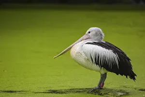 Water Pond: An Australian pelican (Pelecanus conspicillatus) stands on a rock lying in a duckweed-covered pond