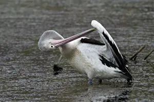 Conspicillatus: Australian Pelican - Preening