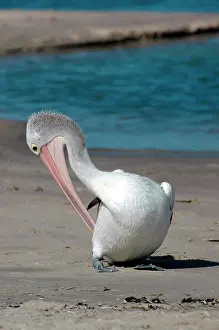 Conspicillatus: Australian Pelican preening on beach